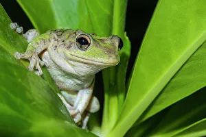 Invasive Species Prints: Cuban Tree Frog (Osteopilus septentrionalis)