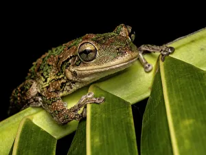 Treefrog Prints: Cuban Tree Frog (Osteopilus septentrionalis)