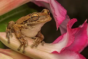 Treefrog Prints: Cuban Tree Frog (Osteopilus septentrionalis)