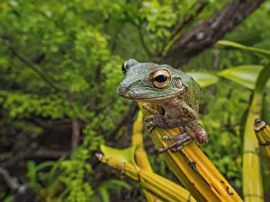 Treefrog Prints: Cuban Tree Frog (Osteopilus septentrionalis)