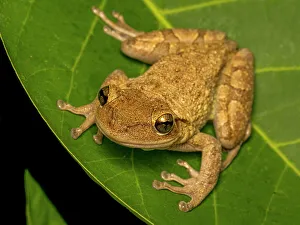 Treefrog Prints: Cuban Tree Frog (Osteopilus septentrionalis)
