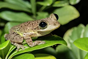 Cuban Tree Frog (Osteopilus septentrionalis), Cayman Brac, Cayman Islands, British West Indies