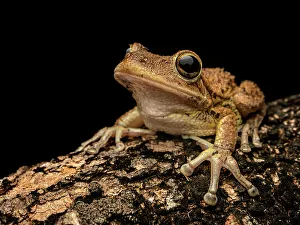 Treefrog Prints: Cuban Tree Frog (Osteopilus septentrionalis)
