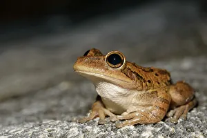 Treefrog Prints: Cuban Tree Frog (Osteopilus septentrionalis)