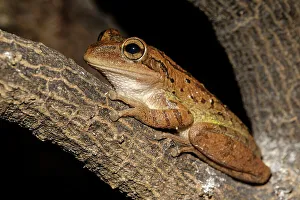 Treefrog Prints: Cuban Tree Frog (Osteopilus septentrionalis)