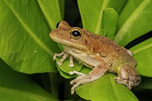 Tree Frogs Prints: Cuban Tree Frog (Osteopilus septentrionalis)