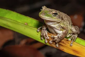 Cuban Tree Frog (Osteopilus septentrionalis), Cayman Brac, Cayman Islands, British West Indies
