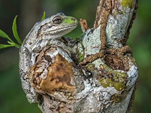 Frogs Prints: Cuban Tree Frog (Osteopilus septentrionalis)