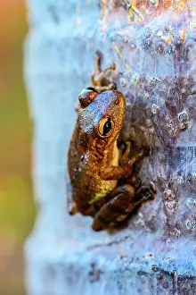 Frogs Prints: Cuban Treefrog (Osteopilus septentrionalis) Resting on palm tree