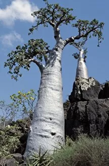 Socotra Island Collection: A Cucumber tree