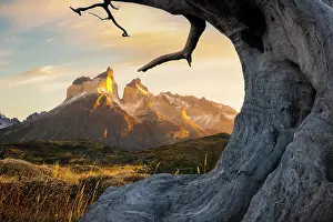 Provincia De Ultima Esperanza Prints: Cuernos del Paine framed in dead trees