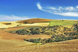Corn Field Prints: Cultural landscape with corn fields - USA, Oregon, Sherman, The Dalles, southwest of