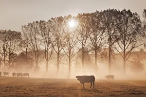 Farm Land Prints: Cultural landscape with cows in fog - Germany, Bavaria, Upper Bavaria