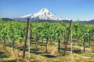 Mount Hood Prints: Cultural landscape with Mount Hood and wineyards - USA, Oregon, Hood River, Odell