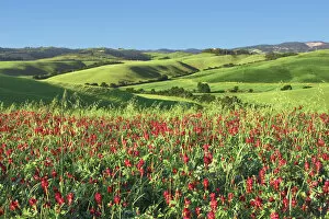 Cultural landscape in Tuscany with red clover - Italy, Tuscany, Pisa, Volterra, Vicarello