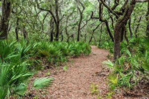 National Seashore Prints: Cumberland Island National Seashore, Georgia, USA