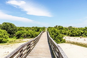 Paths Prints: Cumberland Island National Seashore, Georgia, USA