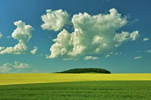 Foreground Prints: Cumulus clouds, canola and grain field in foreground Somerset, Manitoba, Canada