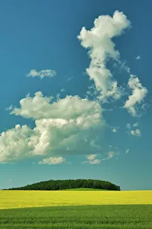 Foreground Prints: Cumulus clouds, canola and grain field in foreground Somerset, Manitoba, Canada