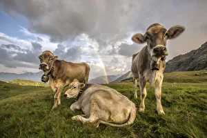 Rainbows Prints: Curious cows at the Campagneda Alp with rainbow in the background. Sondrio. Valmalenco