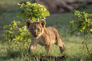 Images Dated 17th June 2020: Curious Lion cub, Okavango Delta, Botswana