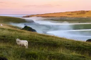 Curious Prints: Curious sheep looking at the camera during a foggy sunrise on the Cuckmere river, Seaford