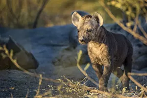 A curious Spotted Hyena pup near its den, Okavango Delta, Botswana