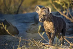 Hyena Prints: A curious Spotted Hyena pup near its den, Okavango Delta, Botswana