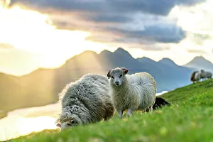 Livestock Prints: Cute sheep at sunset, Klaksvik, Bordoy island, Faroe Islands