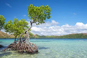 Images Dated 9th May 2019: CYC Island, Coron, Palawan, Philippines