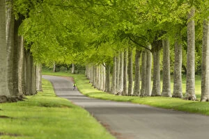 Horizontal Gallery: Cyclist on Avenue of Beech Trees, near Wimborne, Dorset, England