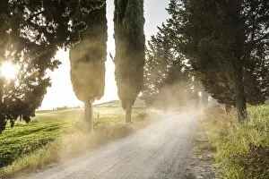 Images Dated 21st May 2014: Cyclist on dirt road at sunset, Tuscany, Italy