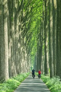 Belgium Prints: Cyclists along Path Through Trees, near Damme, Belgium