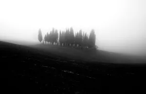 Cypress forest covered with fog during autumn, Val d Orcia, Tuscany, Italy