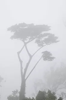 A cypress on the mountain on a misty day. Sintra Cascais Nature Park