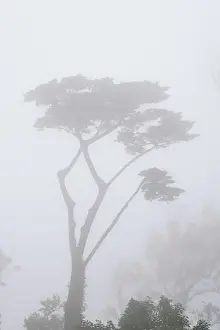 A cypress on the mountain on a misty day. Sintra Cascais Nature Park