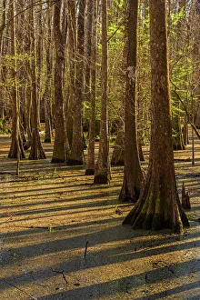 Louisiana Prints: Cypress swamp, Abbeville, Louisiana, USA