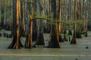 Louisiana Prints: Cypress swamp, Abbeville, Louisiana, USA
