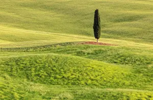 Pienza Prints: Cypress tree and green field, Val d'Orcia, near Pienza, Tuscany, Italy