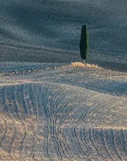 Cypress Tree Prints: Cypress tree and ploughed fields in late summer, Val d'Orcia, Tuscany, Italy