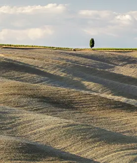 Cypress Tree Prints: Cypress tree and ploughed fields in late summer, Val d'Orcia, Tuscany, Italy