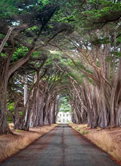 Tracks Prints: Cypress Tree Tunnel, Point Reyes National Seashore