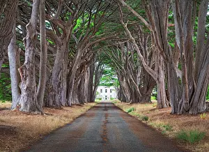 Tracks Prints: Cypress Tree Tunnel, Point Reyes National Seashore