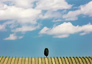 Cypress Tree Prints: Cypress tree and vines, near Torrenieri, Montalcino, Province of Siena, Tuscany, Italy