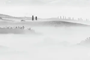 Sea Of Clouds Prints: Cypress trees appearing through the sea of fog in the rolling hills of Tuscany
