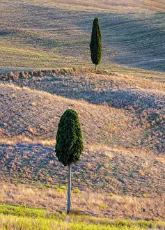 Cypress Trees Prints: Cypress trees in fields in late summer, Val d'Orcia, Tuscany, Italy