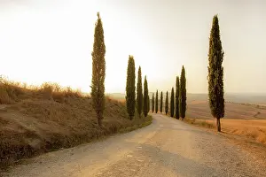 Val Dorcia Prints: Cypress trees and gravel road at sunset, Val d'Orcia, Tuscany, Italy