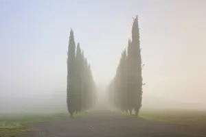 Abstract Prints: Cypress trees in the mist at dawn