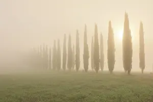 Abstract Prints: Cypress trees in the mist at dawn