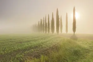 Cypress Trees Prints: Cypress trees in the mist at sunrise